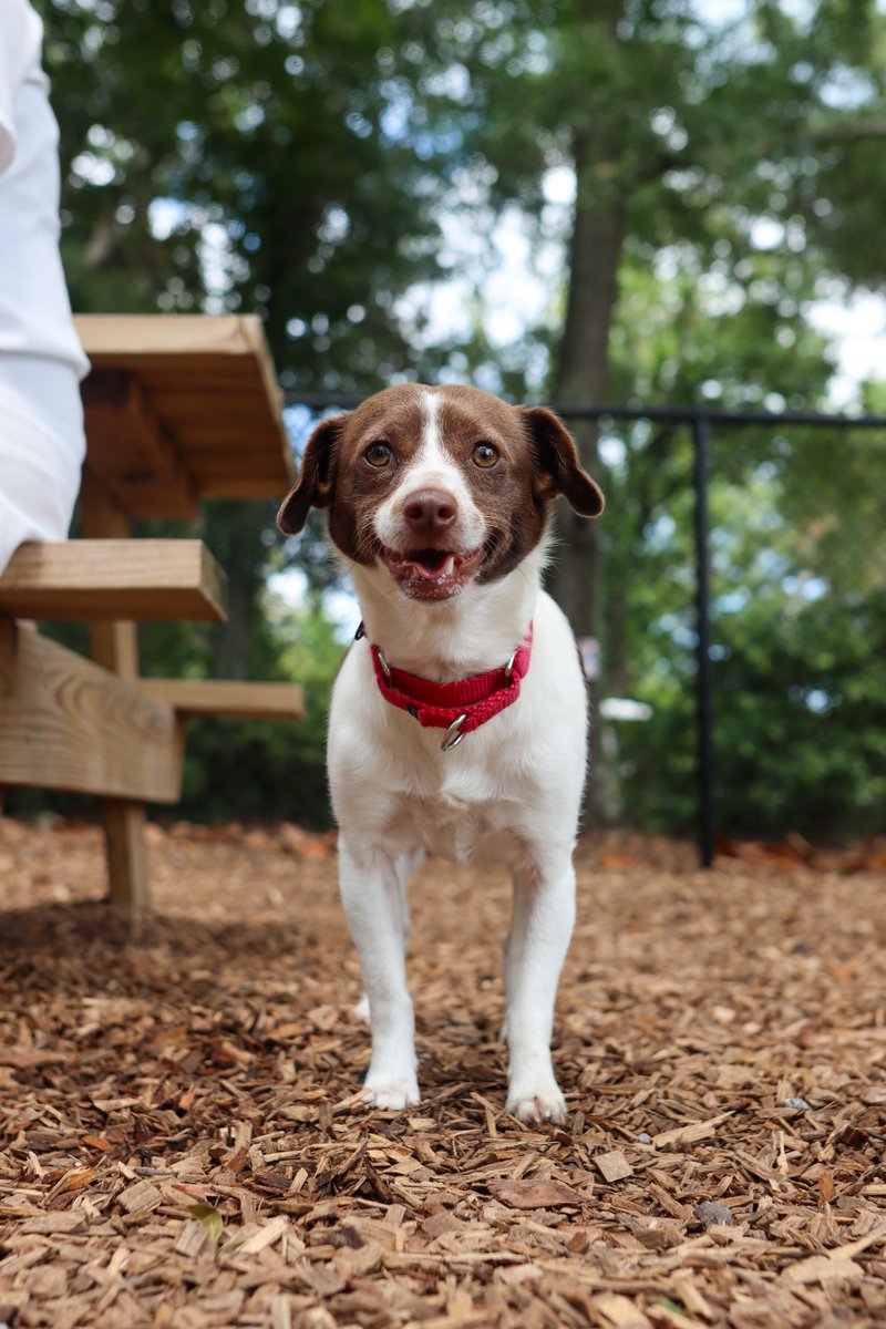 OceanLakes's tweet photo. Lakeside Paws N' Play brings out all the smiles and tail wags ❤🐾

#OceanLakes #MyrtleBeach #CampingDestination #FourLeggedGuests #DogPark https://t.co/KD1NksYIx6