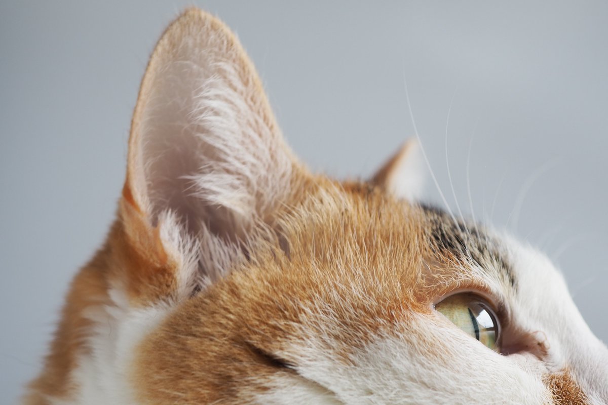 irolab_'s tweet photo. おはようございます。

#世界猫の日 https://t.co/RJPvul78hR