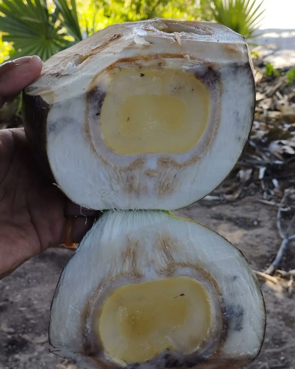 YotowawaCenter's tweet photo. Orang Kisar biasa sebutkan ini buah kelewen muda atau buah koli muda. Rasanya ... 😍 
Sudah ada yang pernah coba makan buah kelewen muda? Jawab di kolom komen👇
#koli #pohonkoli #kelewen #buahkoli #buahkolimuda #buahkelewenmuda #kisar #PulauKisar #yotowawa #YotowawaMediaCenter https://t.co/6C6vupkXR2
