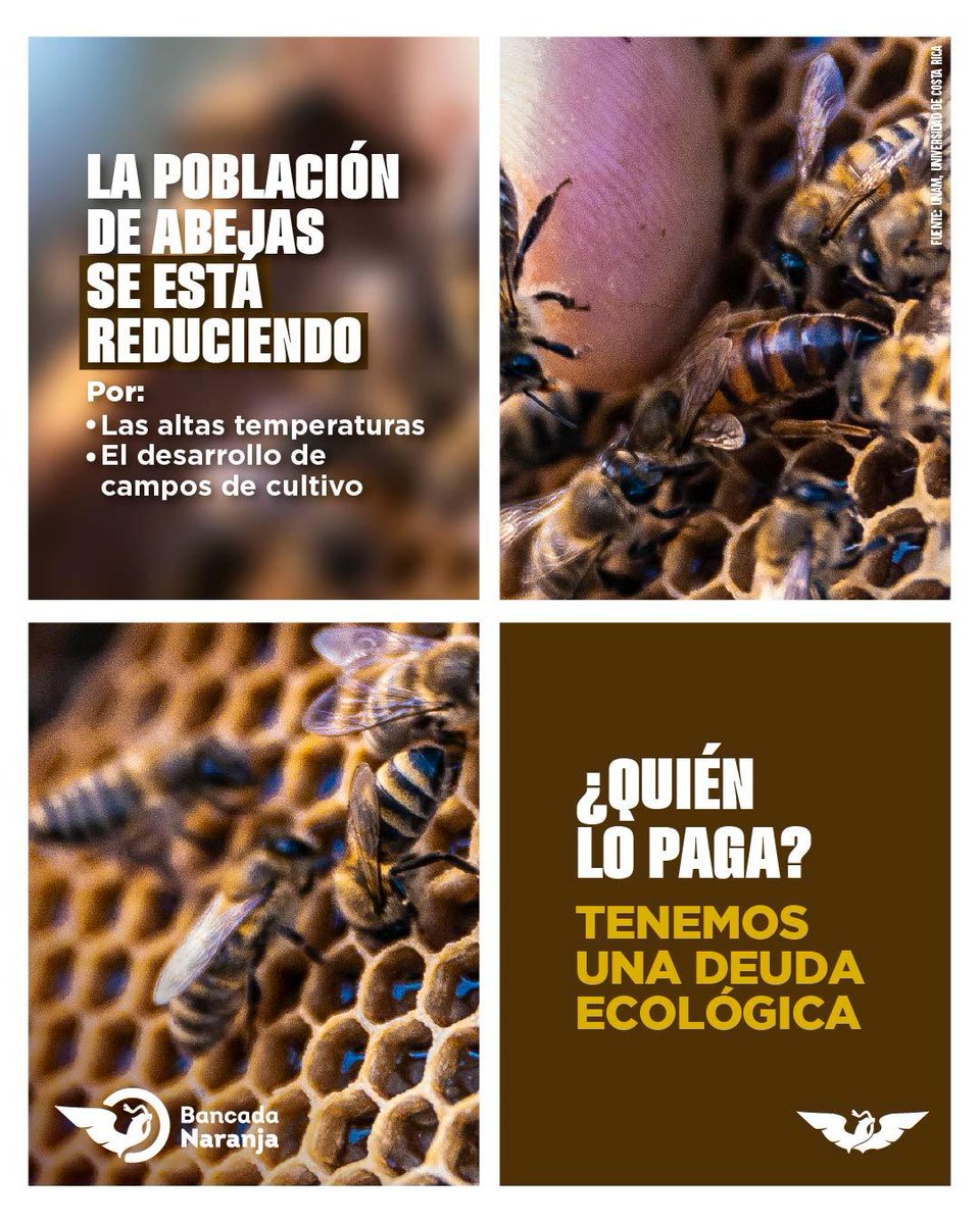 MovCiudadanoChp's tweet photo. Las abejas🐝son vitales para nuestra existencia y día a día su población se reduce. Hagamos lo posible para no matarlas.
#SinAbejasNoHayVida. https://t.co/yrIllnRVMa