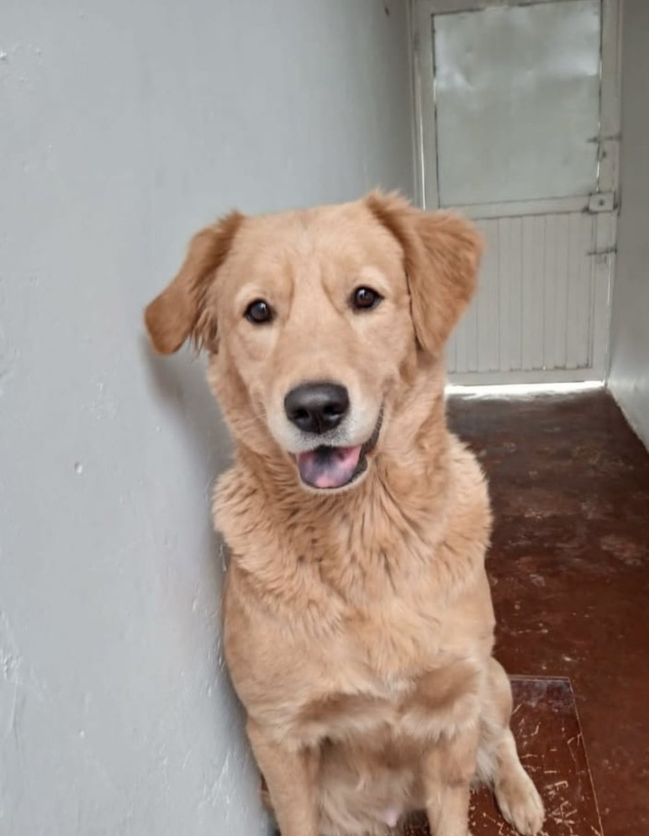 marcevalenciar's tweet photo. Que haya magia y mucho RT, para ver si esta perrita de 2 años y esterilizada, encuentra hogar. Sus dueños no tienen tiempo par ella. La irresponsabilidad humana. 
¿Me ayudan? Gracias https://t.co/TuN4zVfzBo