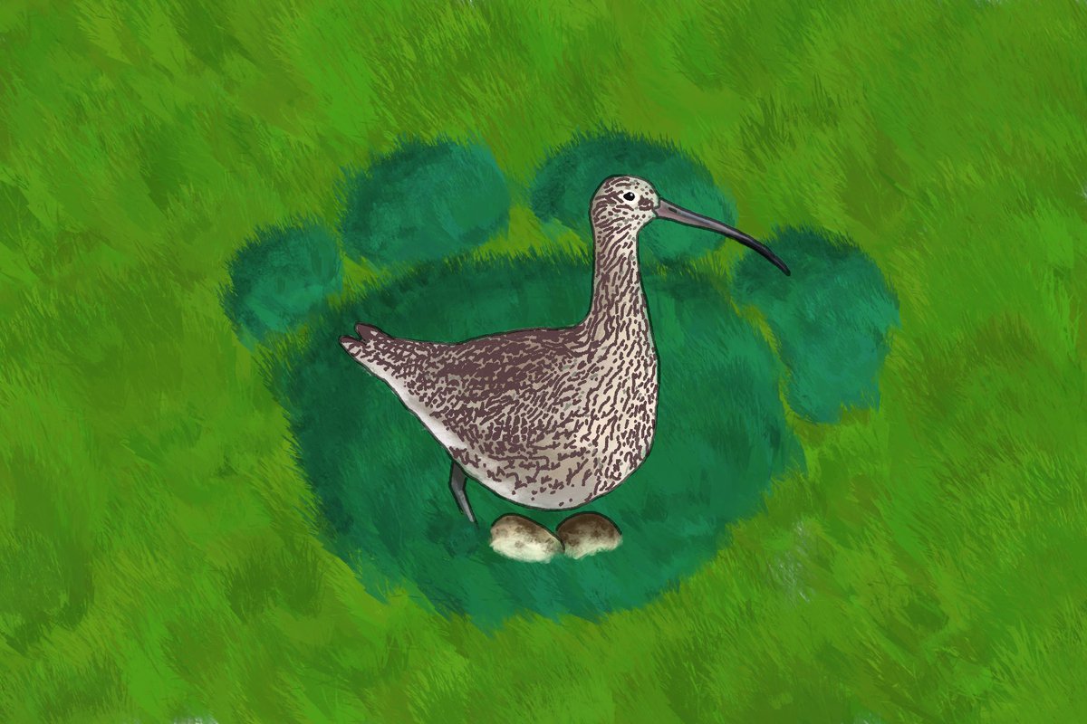 Hui Zhen Tan (@huizhentan_) on Twitter photo Thrilled to share our new <a href="/eLife/">eLife - the journal</a> publication on genetic diversity fluctuations of migratory whimbrels and curlews! Read on to find out about the unexpected role of past megafaunal extinctions in present-day 𝘕𝘶𝘮𝘦𝘯𝘪𝘶𝘴 endangerment #genetics elifesciences.org/articles/85422 Thrilled to share our new <a href="/eLife/">eLife - the journal</a> publication on genetic diversity fluctuations of migratory whimbrels and curlews! Read on to find out about the unexpected role of past megafaunal extinctions in present-day 𝘕𝘶𝘮𝘦𝘯𝘪𝘶𝘴 endangerment #genetics elifesciences.org/articles/85422