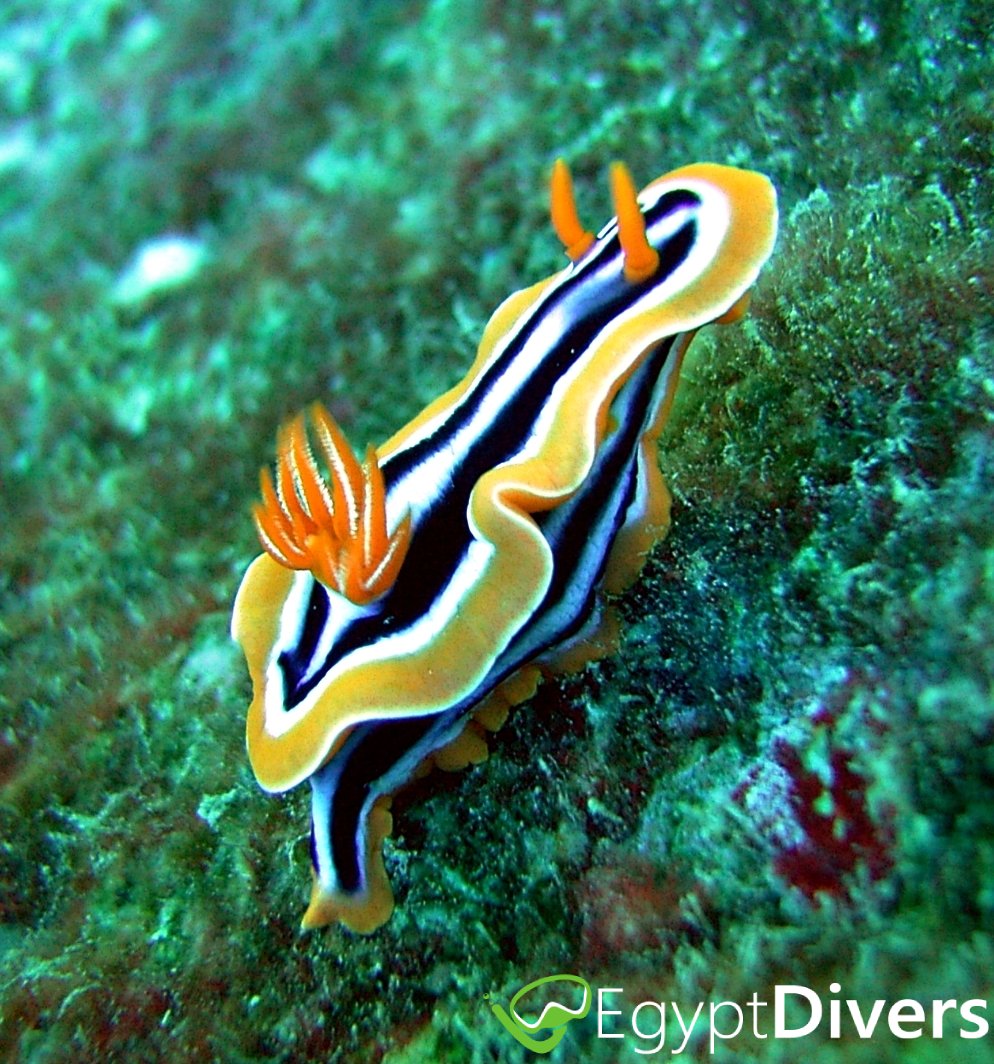 What is this bright creature? 📷

#UnderwaterAdventures #DivingPassion #ScubaDiving #ExploreTheOcean #DivingCommunity #DiveWithUs #GetReadyToDive #DivingDestinations #egypt #underwaterworld #hurghada #scuba #certification