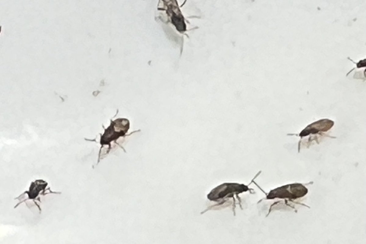 Jennifer L. Espinoza tweet media