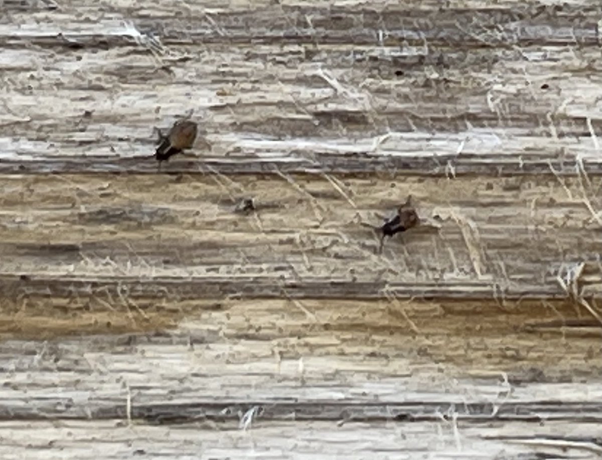 Jennifer L. Espinoza tweet media