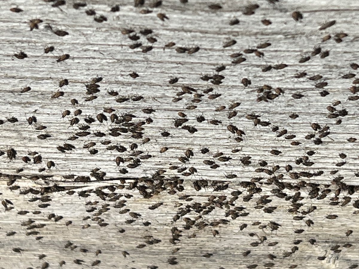 Jennifer L. Espinoza tweet media