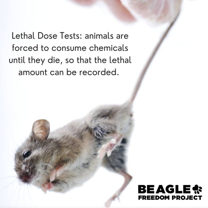 Beagle Freedom Project UK tweet media