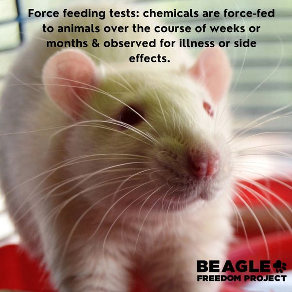 The #truth about cosmetic animal testing. 

#endanimaltesting #endanimalcruelty #crueltyfree #beaglefreedomproject