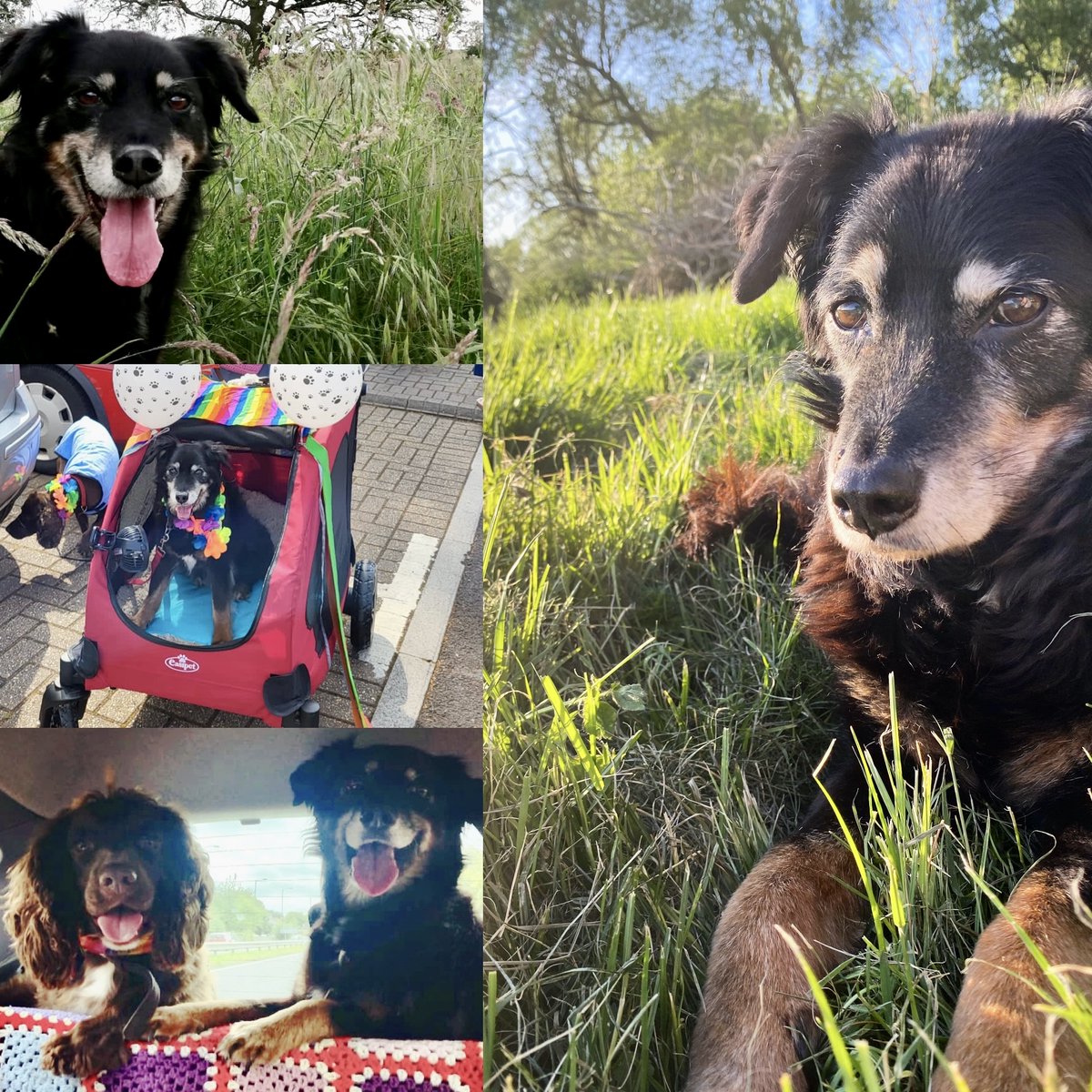 Sadly we announce that one of our resident Rainbow Pooches (Poppy) has passed away and that our Rainbow Pooch Pack needs a little time to process the loss. Our new programme will launch on 23 Aug (info at  bit.ly/45jghoN). Thanks for your patience and understanding.