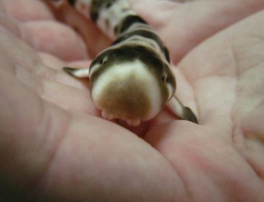 ♡ Shark fact : 

⎯ He's just a little guy