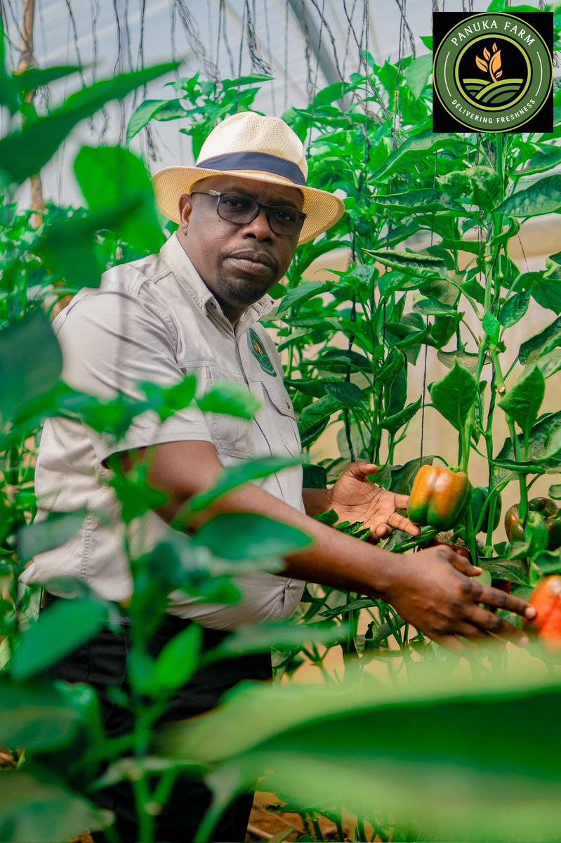 Panuka AgriBiz Hub tweet media