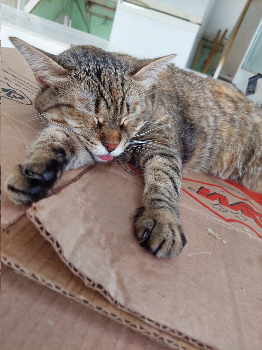 aurawow's tweet photo. Gatitos de mercado 🐱🐱 https://t.co/se1gNE6kRa