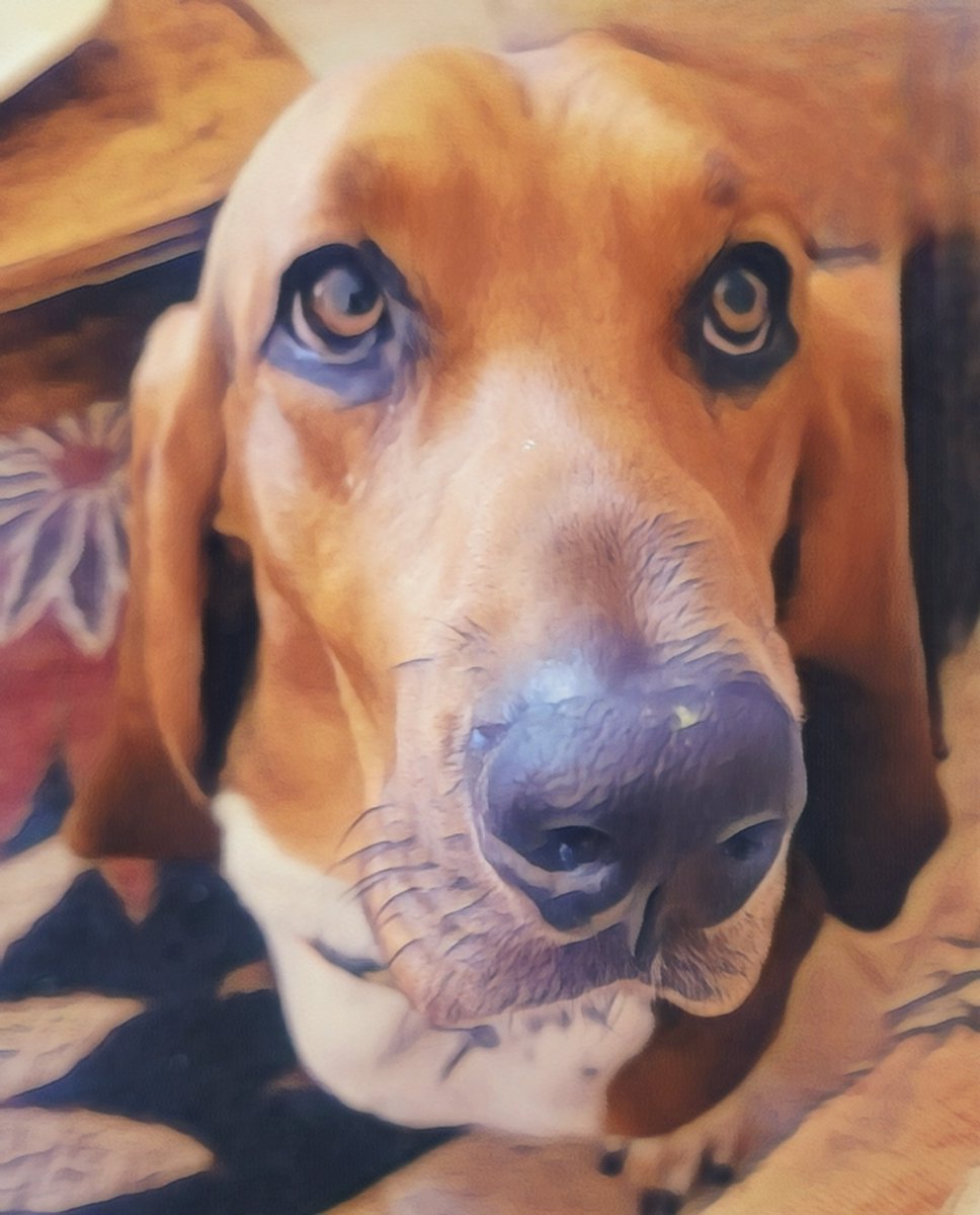 katerwriter's tweet photo. I'm a proud dog Nana!
Tootie, my editorial asst, and Toshi, my son's Basset and our part-time IT guy, are doing canine staycation shenanigans whilst I pound out some edits.
#dogmagic
#strangewolves https://t.co/0WF3SB7yWi