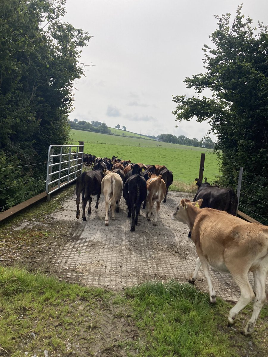 sprinkles785's tweet photo. Calves got their first dose over the weekend … all oats afterwards 😳 #dairybeef #dairyreplacements
#bredforthis https://t.co/IKZc4OGTNB