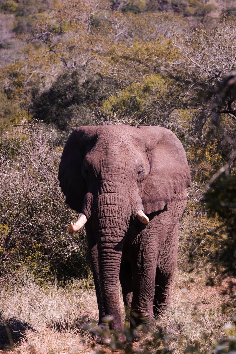 MiguelAPires's tweet photo. A taste of South África https://t.co/hn6EKNEQvC