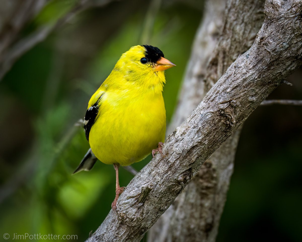 HappyPixr's tweet photo. The American Goldfinch has one of the most exciting and dramatic molting patterns. Their relatively drab but striking winter plumage gives way to the bright yellow of summer. That first fleeting glimpse of the male is always a special joy. #birds #naturephotography #wildlife https://t.co/eMDeDPHXFQ