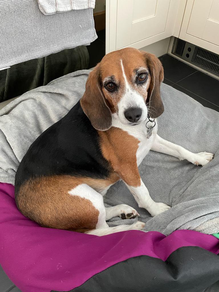 BetsyAmbassador's tweet photo. @BesureisOne @PeterEgan6 @rickygervais Thank you so much @OneFightUnite and @rickygervais for your amazing support with this new poster campaign! ❤️🐾🐾

#SAYNOToAnimalTesting #OperationBeagle #Dogs #EndAnimalTesting https://t.co/SKqdfEZHqR