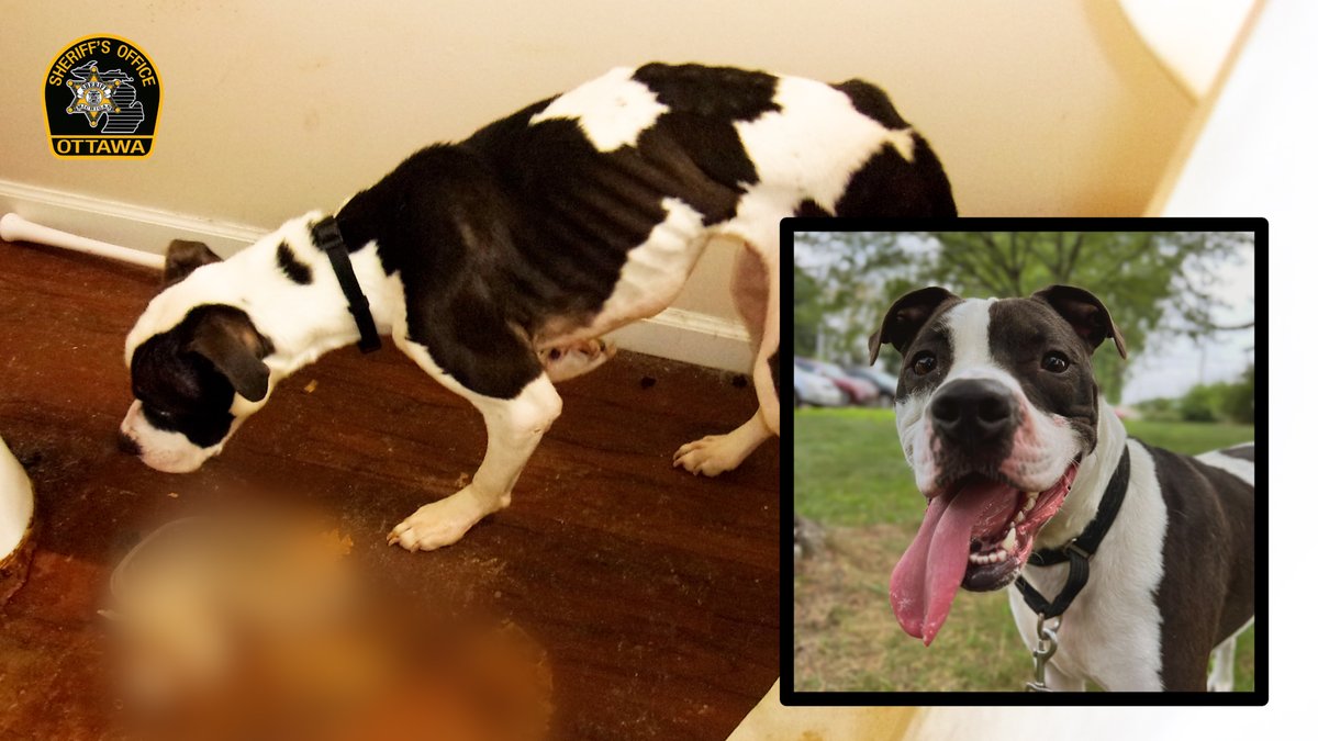 FEEL-GOOD STORY! In February, the Ottawa County Sheriff's Office seized a dog from a residence in Allendale after an investigation showed that he was not being properly cared for. He has since made an amazing transformation! Check out the full video on our Facebook page!