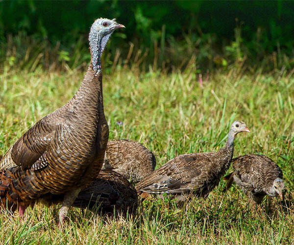 The National Wild Turkey Federation tweet media