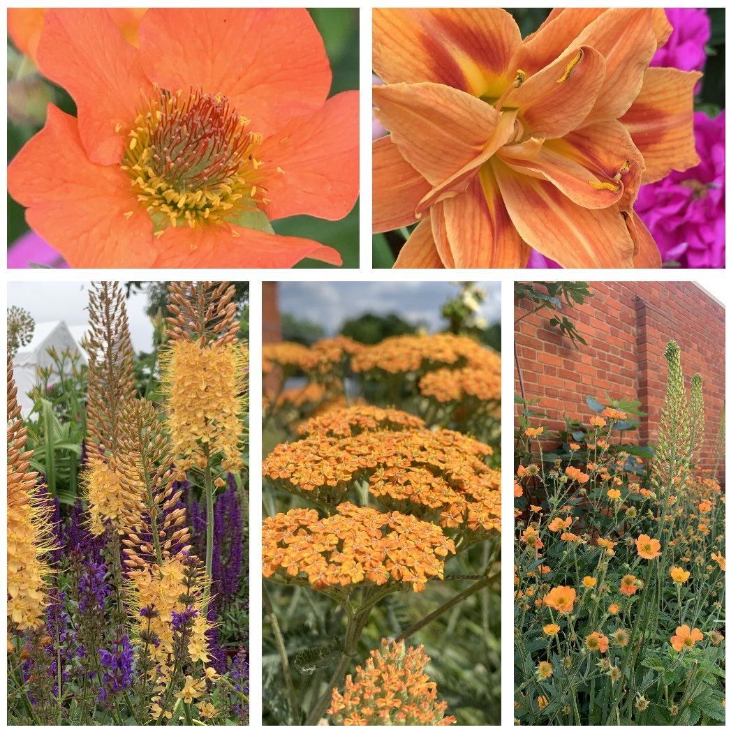 Can you truly trust someone who doesn’t like orange, it’s a cracking colour 🥰. #GardensHour #SixWeeksOfColour