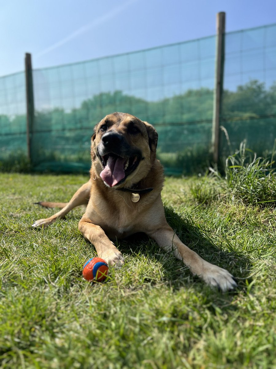 MapleandJeff1's tweet photo. It’s my burfday and I is three today! There’s been a chicken dinner &amp; cake…this is awesome!!! #AdoptDontShop https://t.co/sz8BoKV2RC