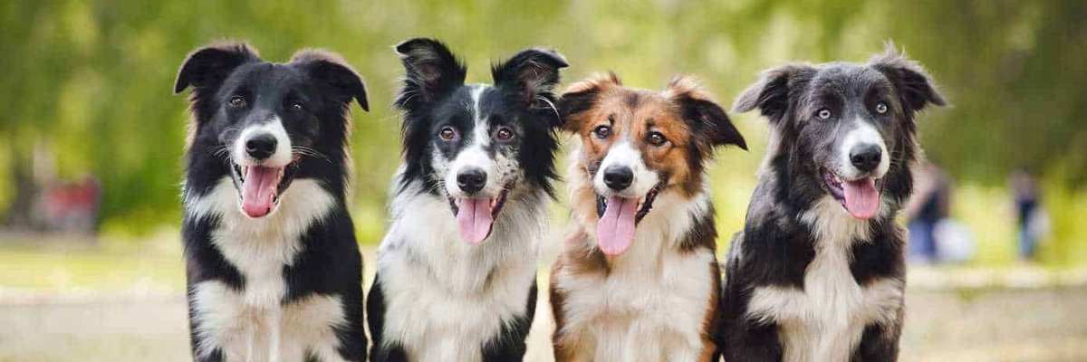 Border Collie Lovers (@bordercollie560) on Twitter photo 