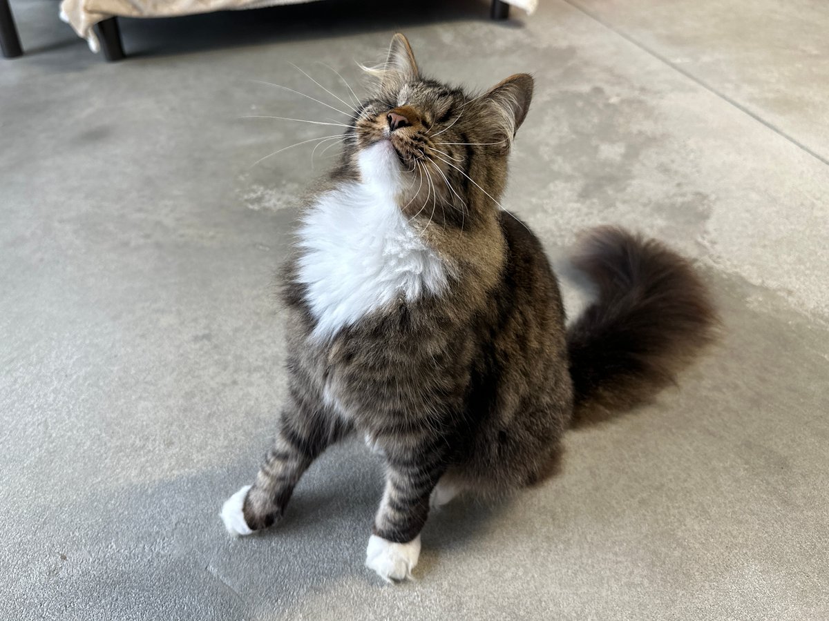 BlindCatRescue's tweet image. Morticia says tweet us a cute picture of your furry best friends! 💙 #TweetUs #AnimalsofTwitter #Cats #dogs #birds #lizards #frogs #hampster