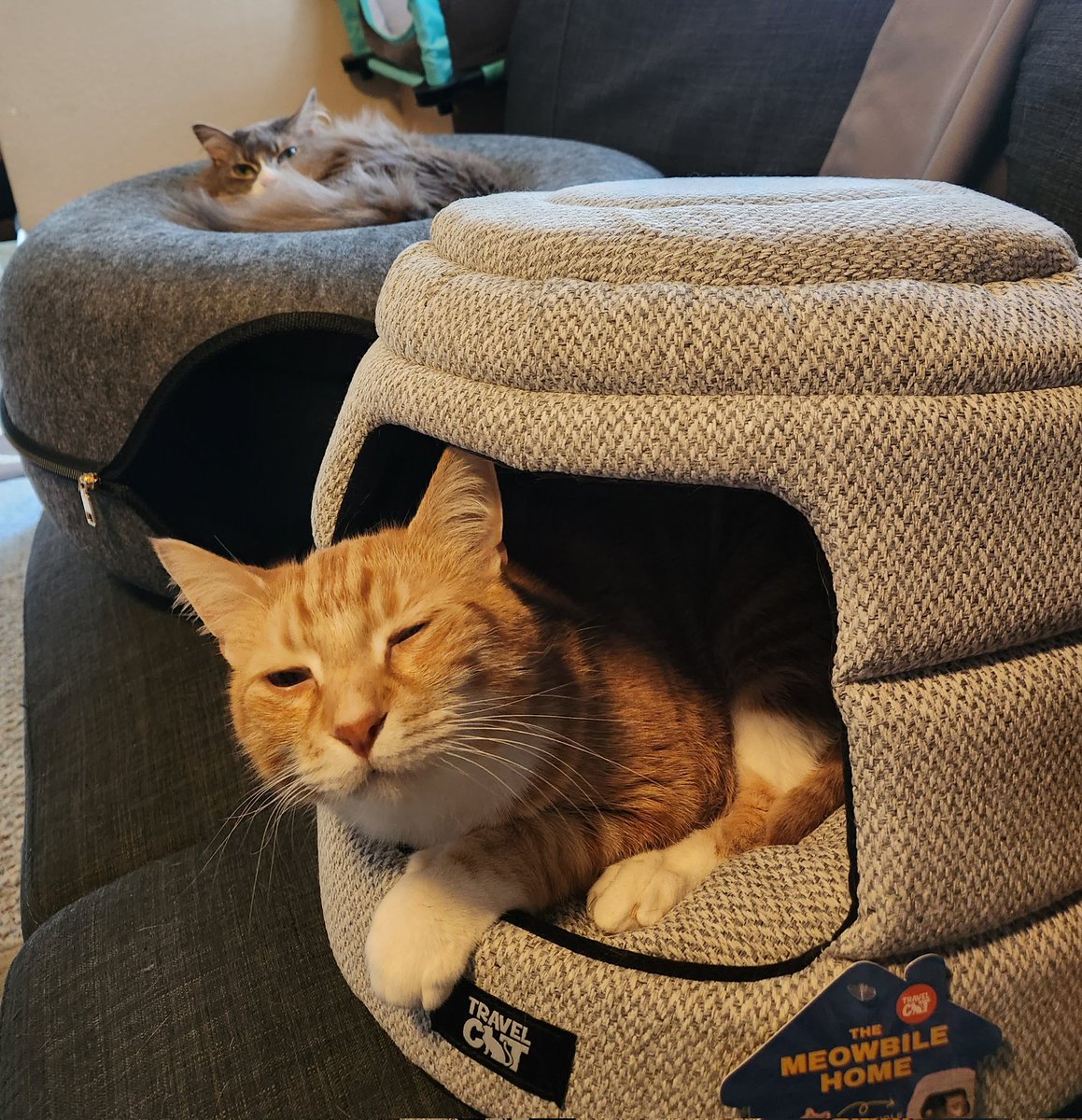 Hubby was like, can I spend $300 on the cats, and of course I said sure. We now have two dome travel bags for the cats, harnesses, and new cat beds! 🥰🥰

With a face like those! Worth it!! 

yourcatbackpack.com