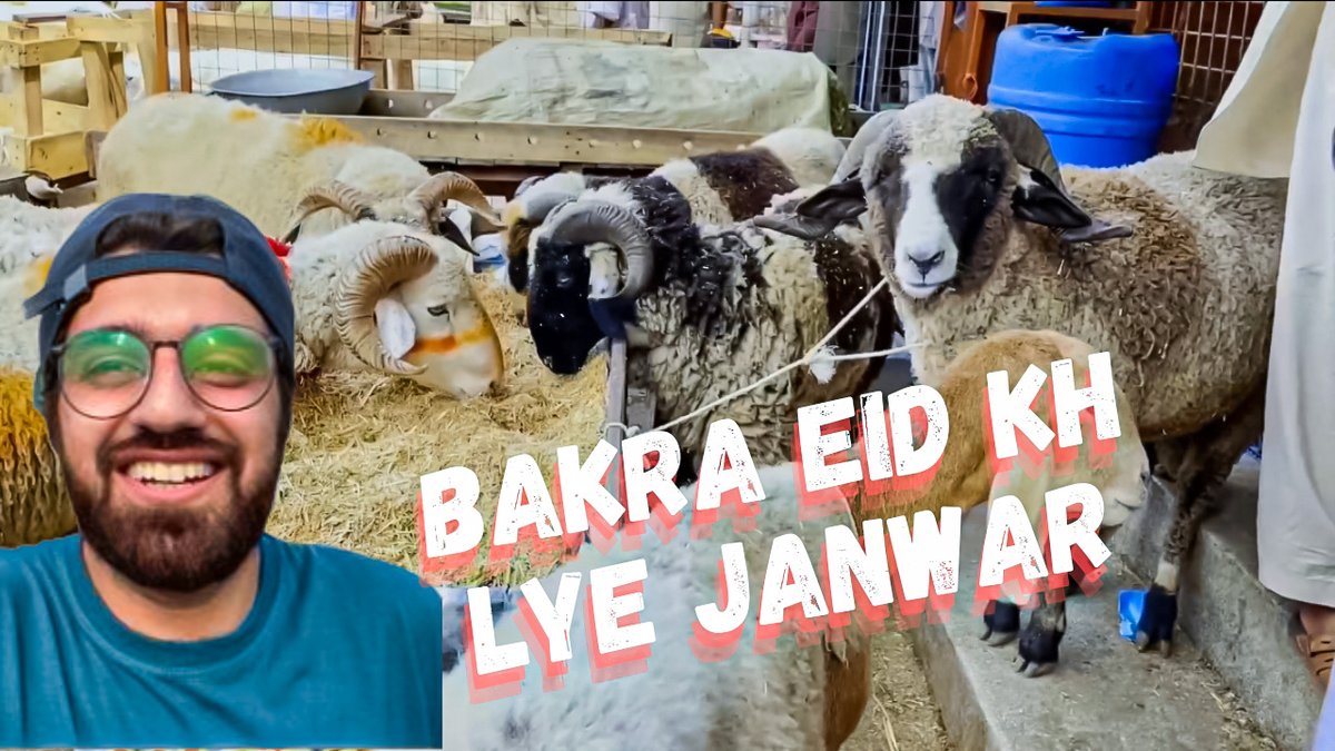 Bakra Eid Shopping.
.
LINK: youtube.com/watch?v=hw28o3…
.
#bawyeos #mohammadtayyabshafiq #vlogs #Eid #GOAT #Qurbani2023 #animals #kurbani2023 #cow #swag #ImranKhan #Pakistan #islamic #sunnah #Quran #musalman #muslim #sacrifice #islamabad #Rawalpindi #eidvlog