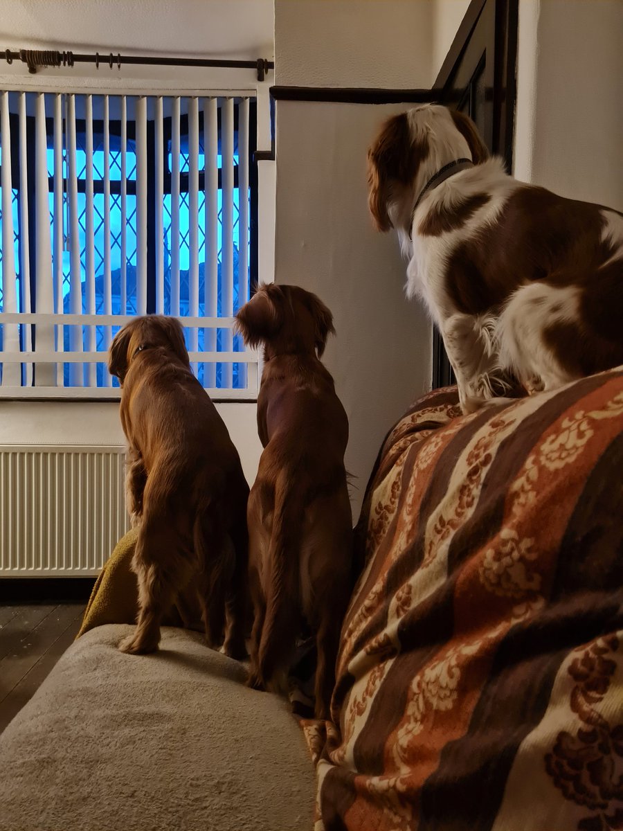 Oliver & Paddy tweet media