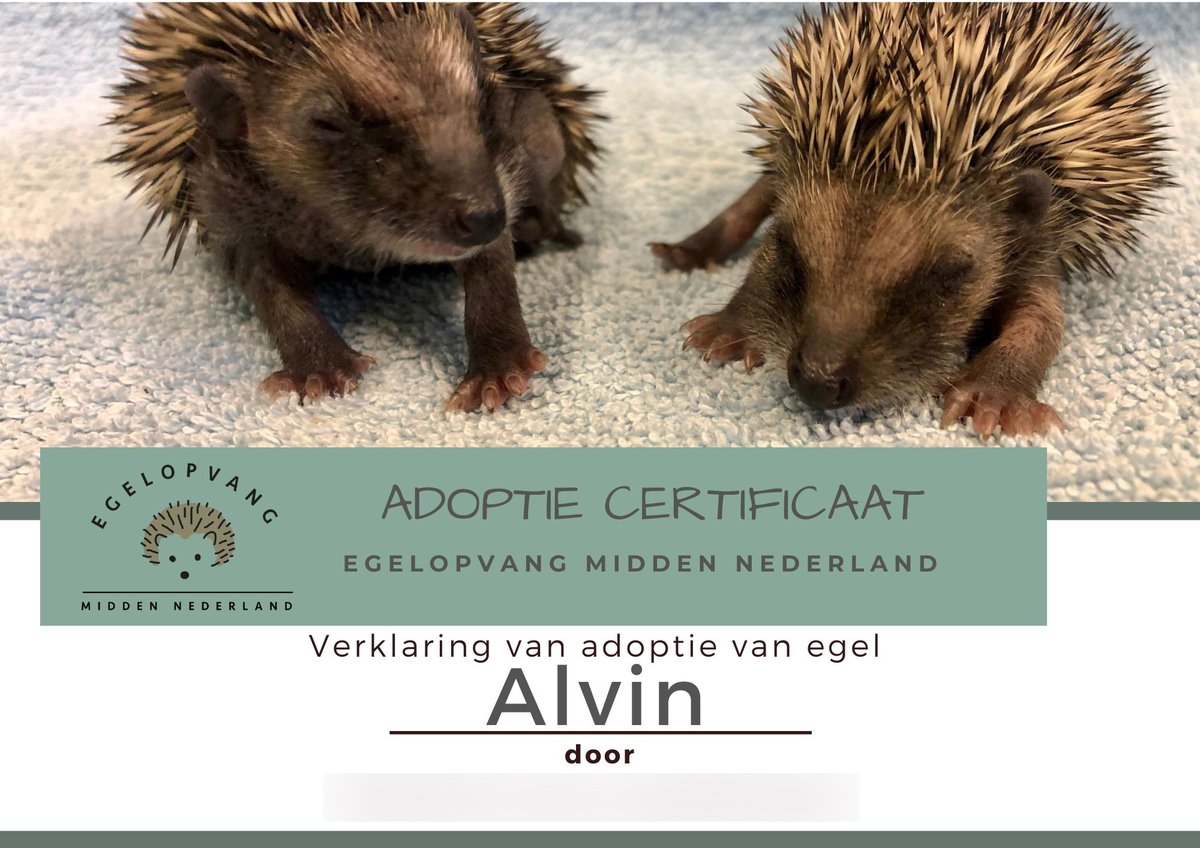 Fluffy Hedgehogs 🦔 tweet media