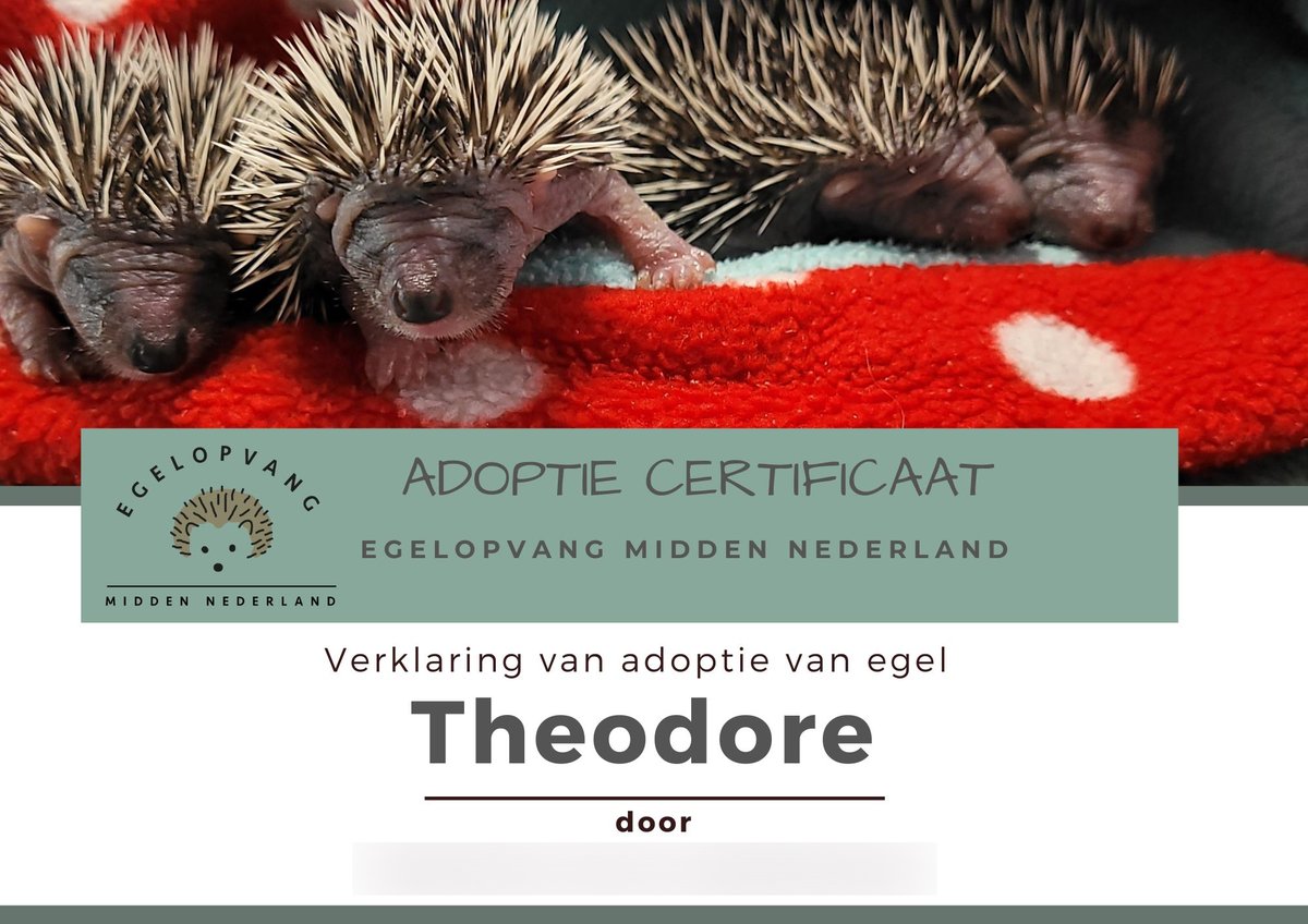 Fluffy Hedgehogs 🦔 tweet media