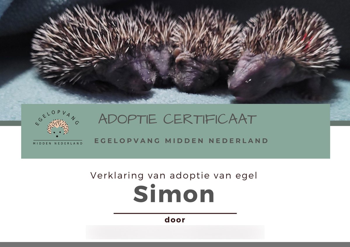 Fluffy Hedgehogs 🦔 tweet media