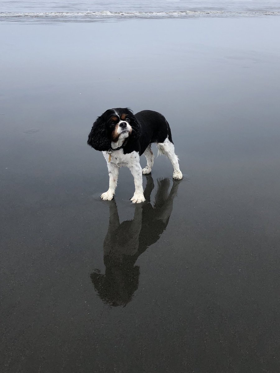 Do I look like I would roll in dead crab?