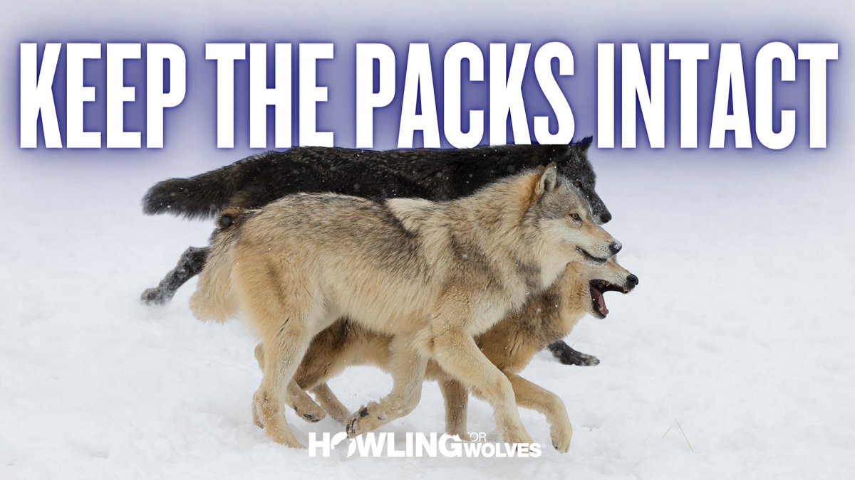 Howling4Wolves's tweet image. We continue to see more anti-wolf legislation progress through Congress including a bill co-sponsored by MN Sen. @AmyKlobuchar. Go to HowlingForWolves.org/takeaction to use the prewritten email to tell your lawmakers to PROTECT OUR ECOSYSTEM GUARDIANS!#KeepThePacksIntact