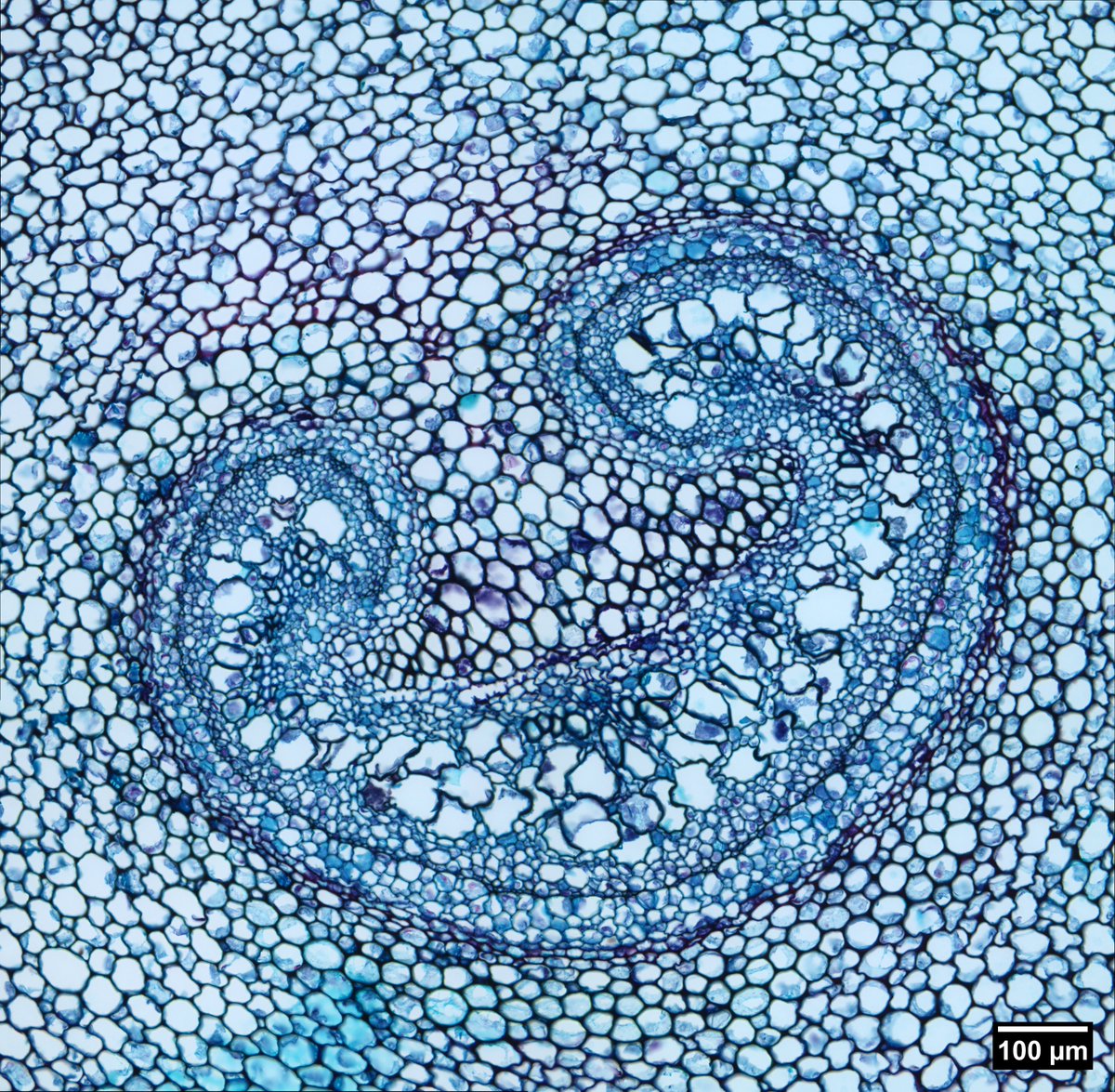 UConn Advanced Light Microscopy Facility tweet media