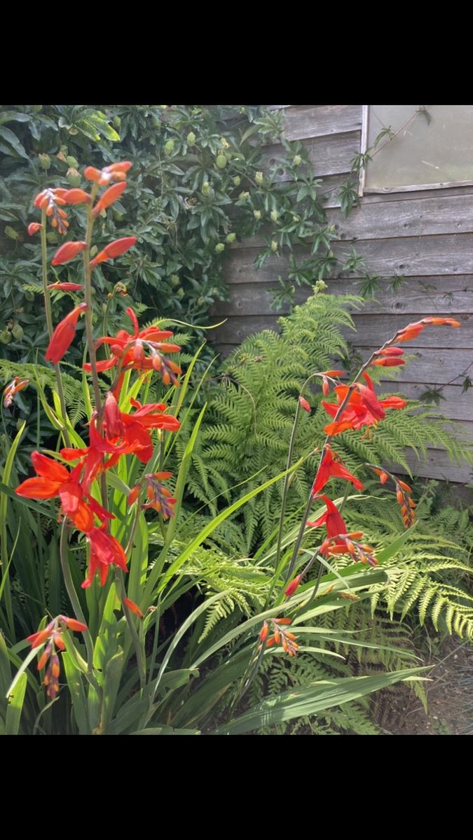 rooobarb83's tweet photo. Crocosmia from a couple years ago for a bit of orange! It’s flowering now but haven’t taken any pictures yet #GardensHour #gardening #crocosmia #orange https://t.co/AjQlxvvrpq
