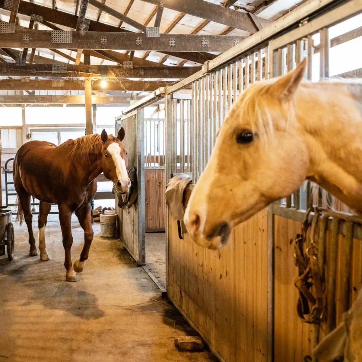 EquineAudio's tweet photo. Give your horses the gift of music with our high-performance audio systems! Whether they're relaxing in the barn or training in the arena, our environmentally friendly solutions will create a harmonious atmosphere. #Audio https://t.co/nWScwj3GGl