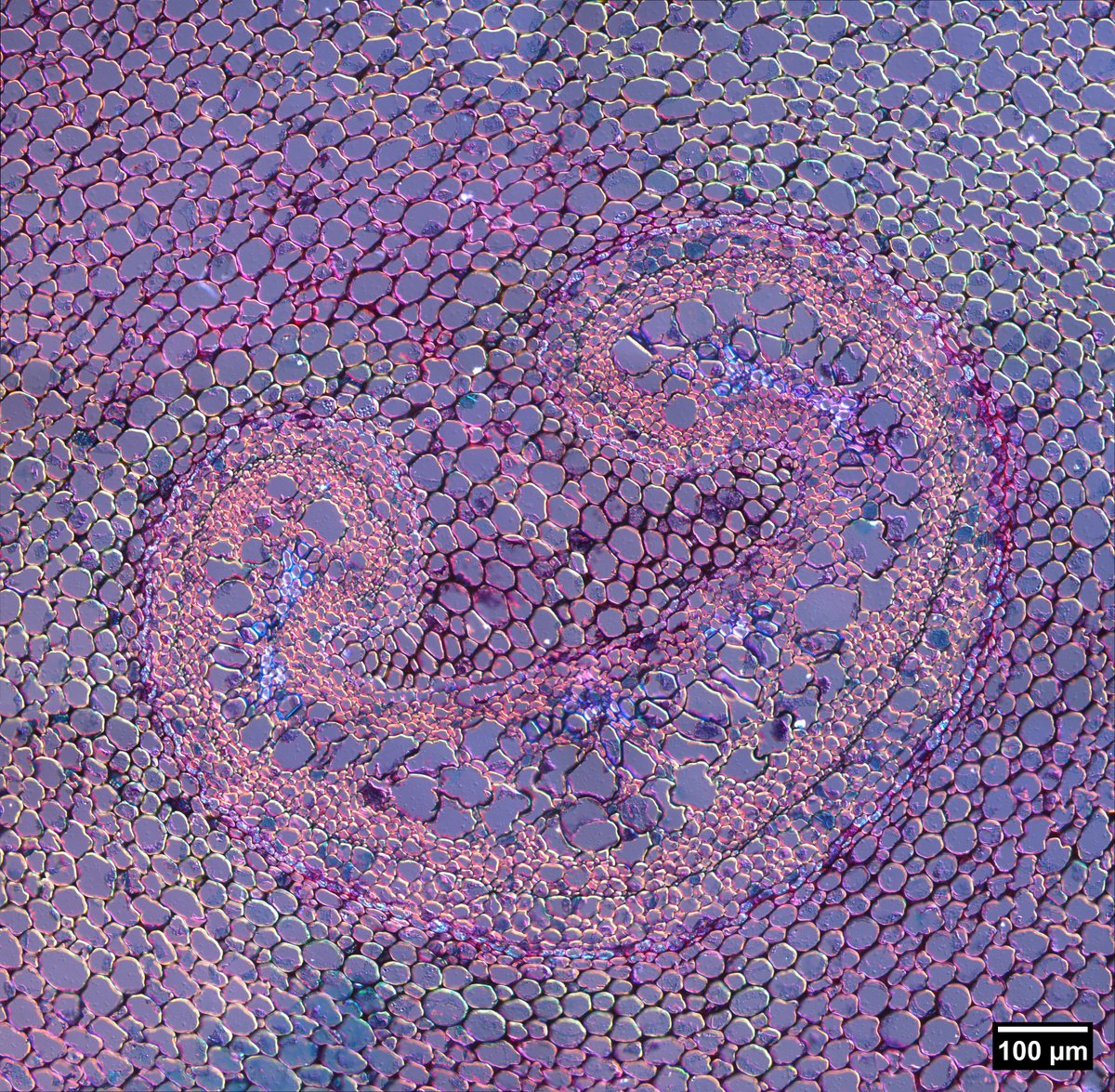 UConn Advanced Light Microscopy Facility tweet media