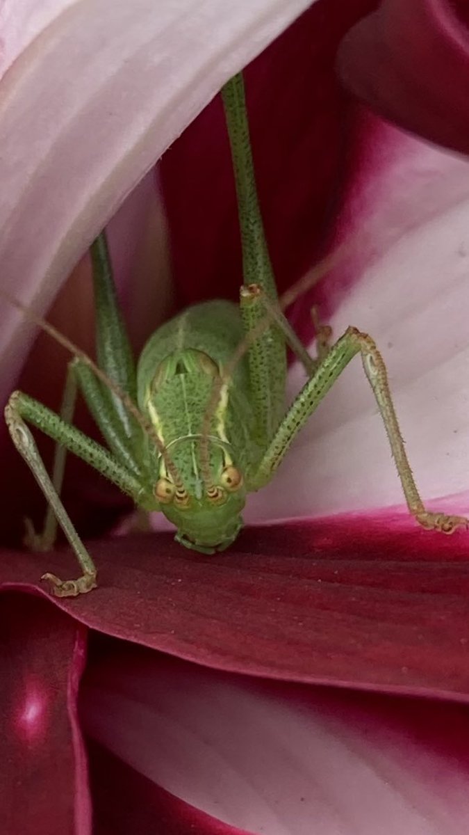rooobarb83's tweet photo. A little visitor to the dahlia in the front garden #GardensHour #gardening #dahlia #grasshopper #nature https://t.co/JNeMa6184T