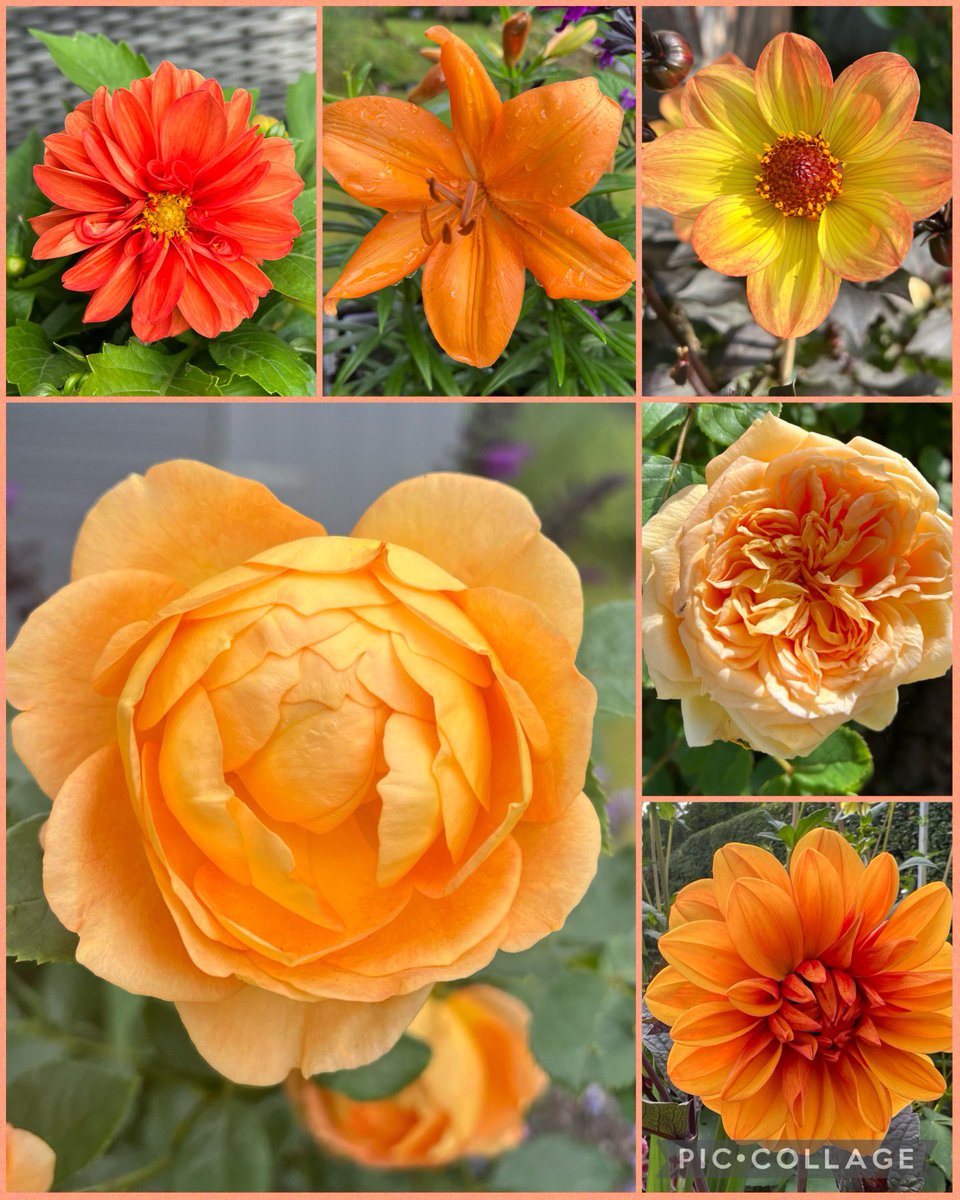 This week’s #sixweeksofcolour is #orange! 🧡 Do I not like orange?! #GardeningTwitter