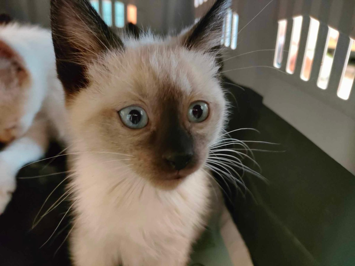 irisdgstar's tweet photo. En el Refuxio de Bando, en Santiago de Compostela, hay más de 240 gatos buscando un hogar… Gatos adultos, gatos pequeños, de todos los colores buscando una familia 😻 ¿Ayudáis a llegar a más gente haciendo RT? Contacto:
📞 981 575957 // 646 492835
📩 refuxio@refuxio.gal https://t.co/N2DYfWkdtu