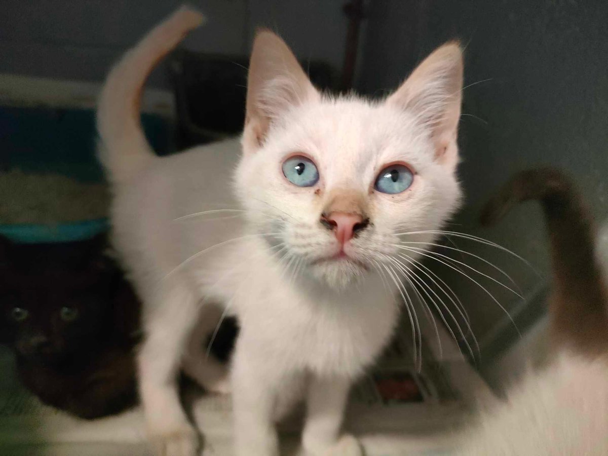 irisdgstar's tweet photo. En el Refuxio de Bando, en Santiago de Compostela, hay más de 240 gatos buscando un hogar… Gatos adultos, gatos pequeños, de todos los colores buscando una familia 😻 ¿Ayudáis a llegar a más gente haciendo RT? Contacto:
📞 981 575957 // 646 492835
📩 refuxio@refuxio.gal https://t.co/N2DYfWkdtu