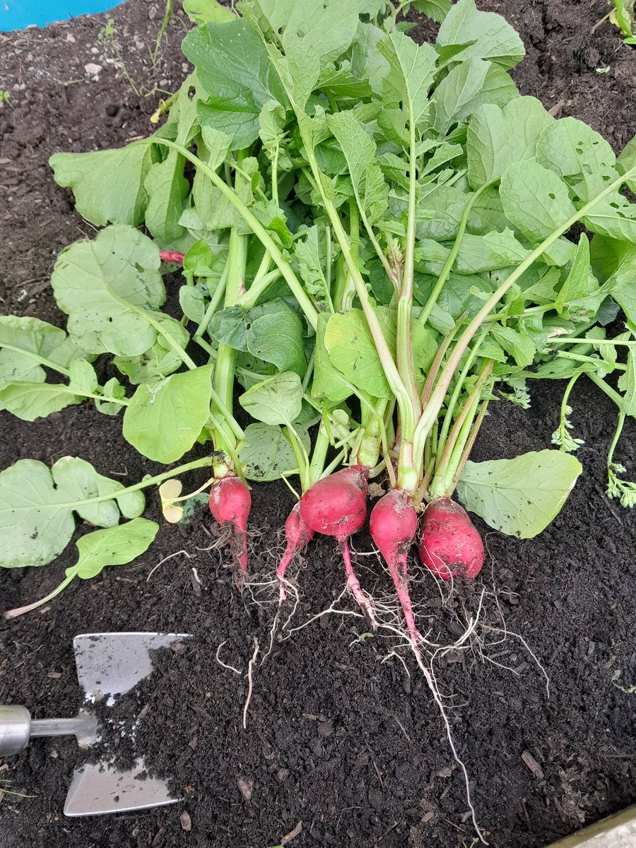 LeamoreSchool's tweet photo. The radishes that the gardening club planted have been harvested. #discoverytime #gardeningclub https://t.co/NlNscmUb9g