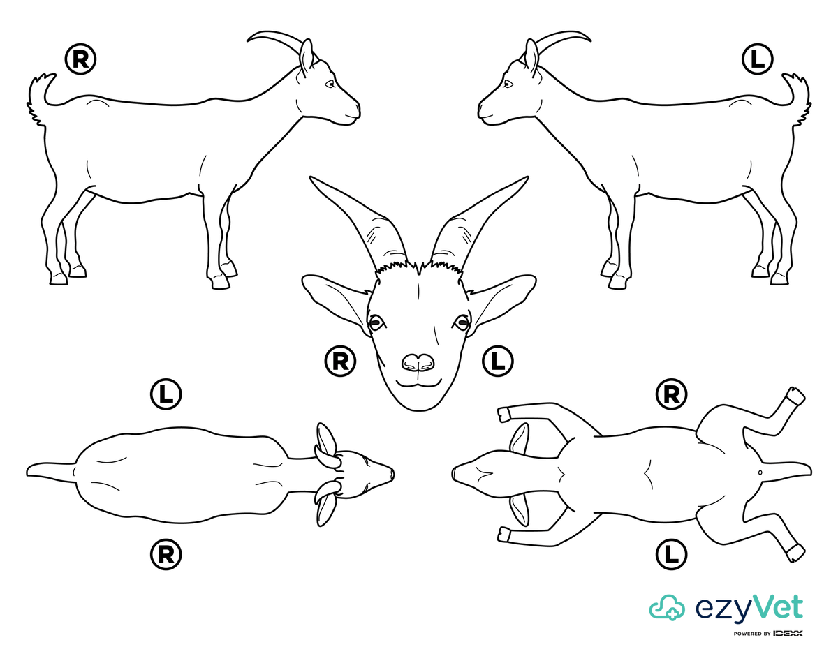 ezyvet's tweet image. 🐐 Mrraaaaaaa - that's goat for "ezyVet has released a goat body map for you to use inside of your vet practice." 

Download it here 👉 ezyvet.com/animal-body-ma…

#VeterinaryTools #AnimalHealth 🐾
