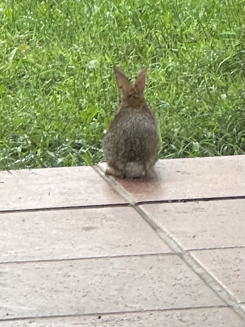 Jess_G's tweet photo. THE BABY BUNNY VISITED AGAIN I HAVE BEEN #blessed https://t.co/iHQVAhuKah