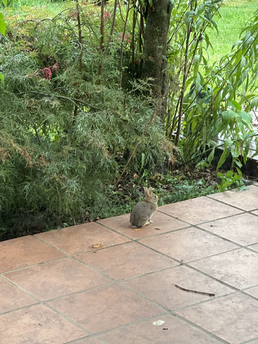 Jess_G's tweet photo. THE BABY BUNNY VISITED AGAIN I HAVE BEEN #blessed https://t.co/iHQVAhuKah