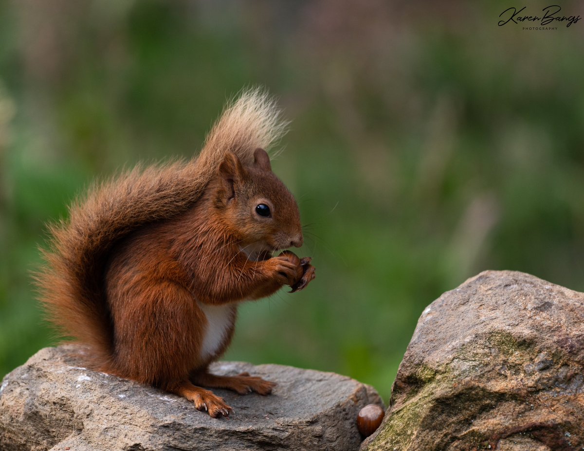 Karen Bangs Photography tweet media