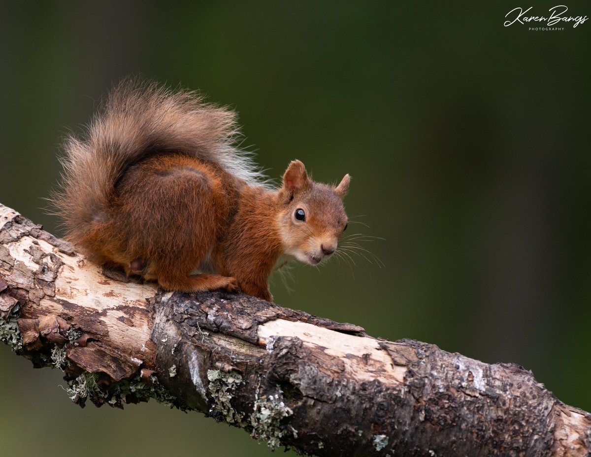 Karen Bangs Photography tweet media