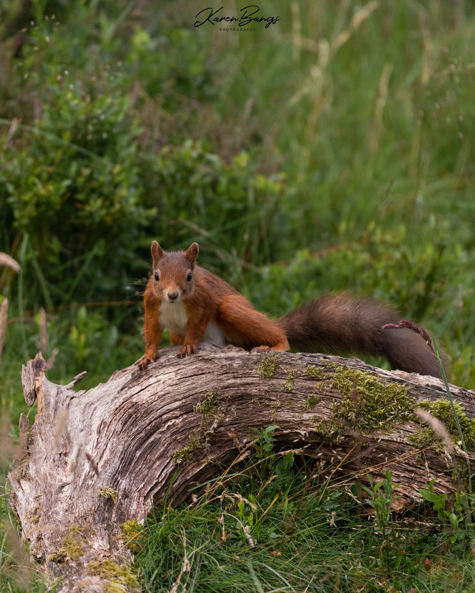 Red squirrels at Penny Hedge